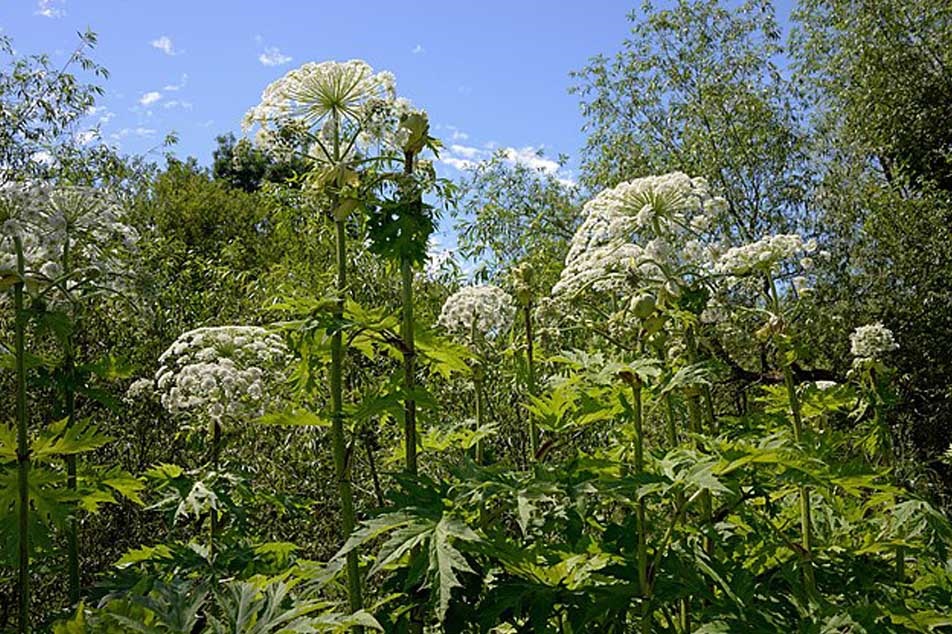 Giant Hogweed - Full blossom - PCA